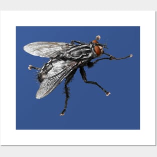 Pretty Giant black Fly with Bristles Posters and Art